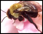 Als Pest Control Aurora Bolingbrook Illinois / Als Pest Control Bolingbrook Aurora Illinois