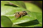 Als Pest Control Aurora Bolingbrook Illinois / Als Pest Control Bolingbrook Aurora Illinois